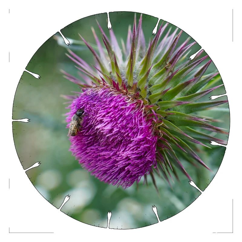 Die Distelblüte wird oft als Unkraut verschrien