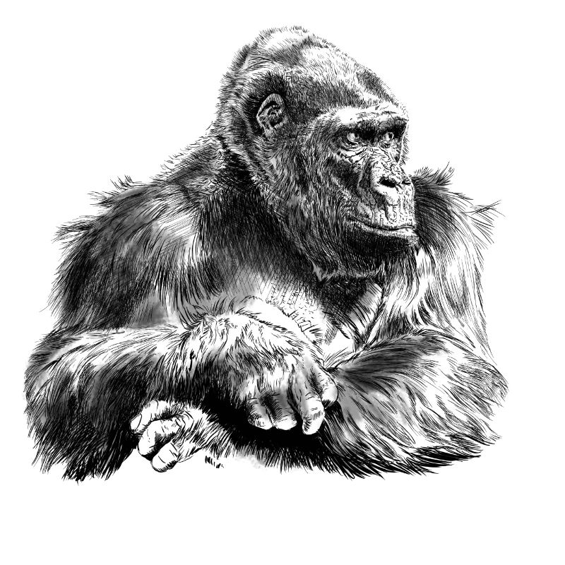 gorilla