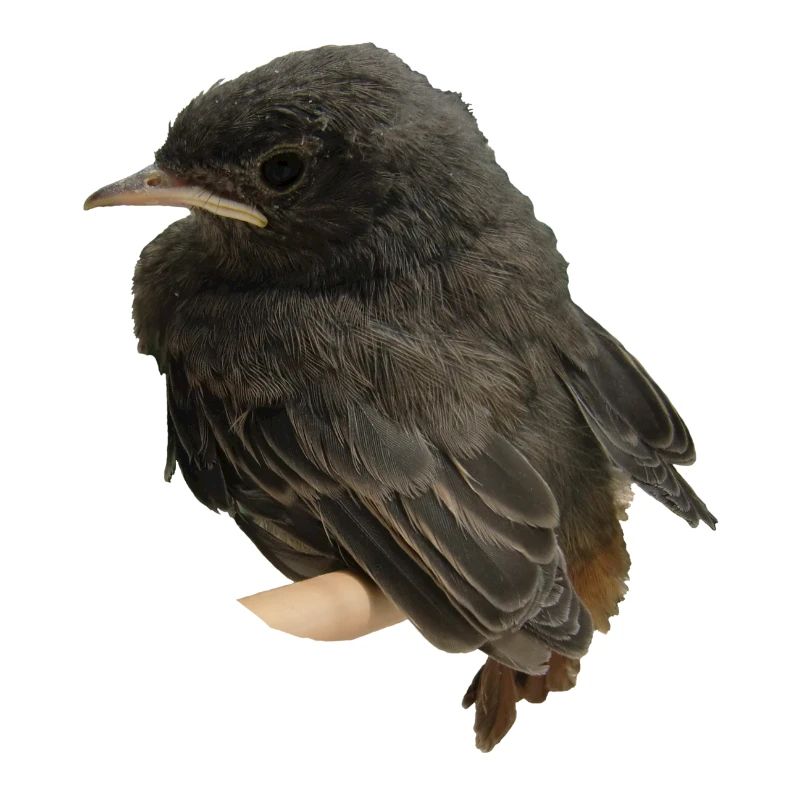 Hausrotschwänzchen Ästling