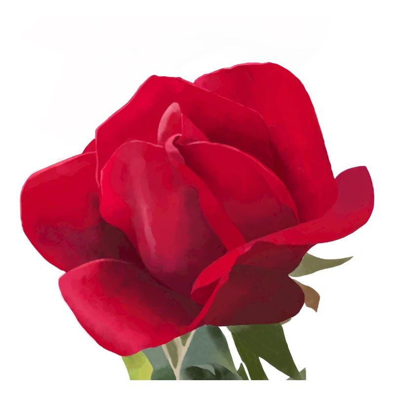 Rote Rose - Aquarell