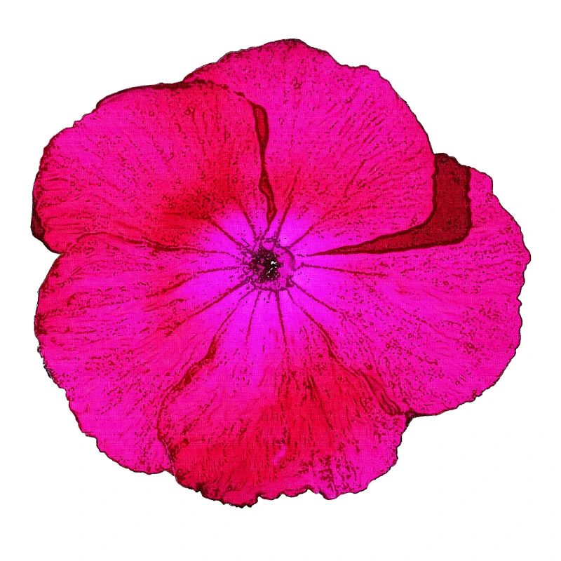 bartnelke, tolle blumendesigns