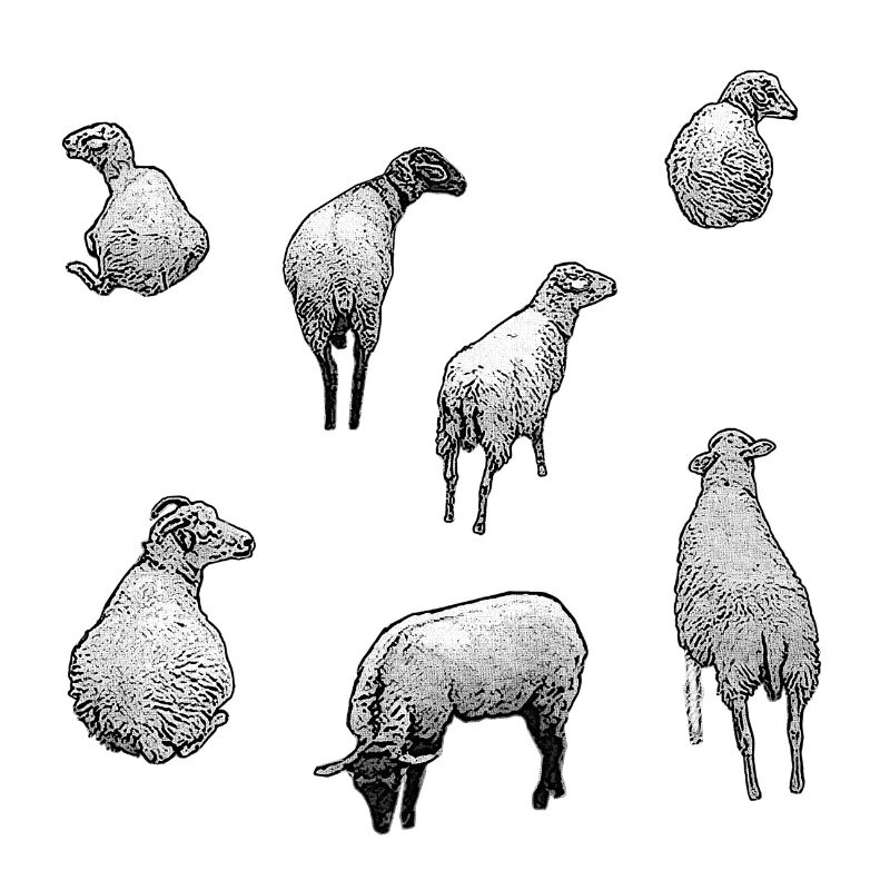 schafherde, ländlich, süße tiermotive
