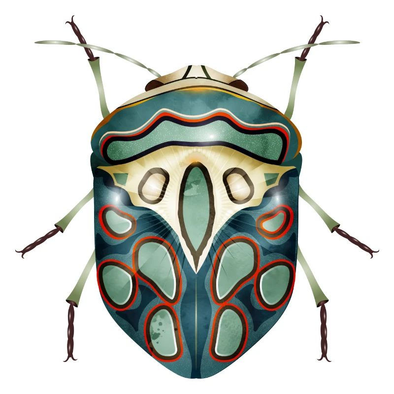 Sphaerocoris annulus fascinating creepy crawly