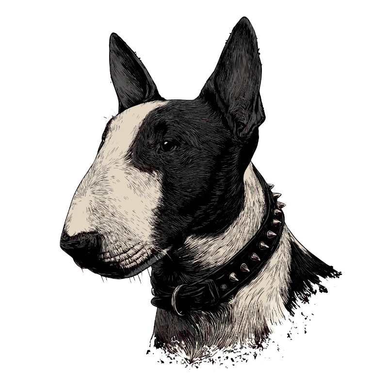 Bullterrier 