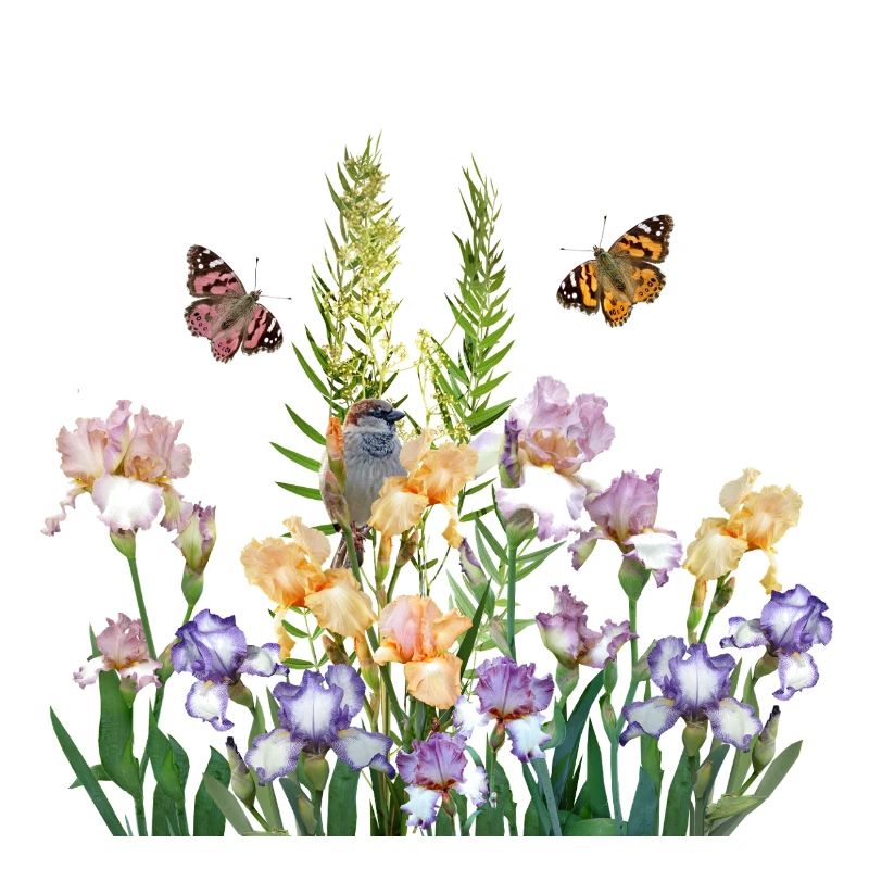Im Garten der Schmetterlinge 