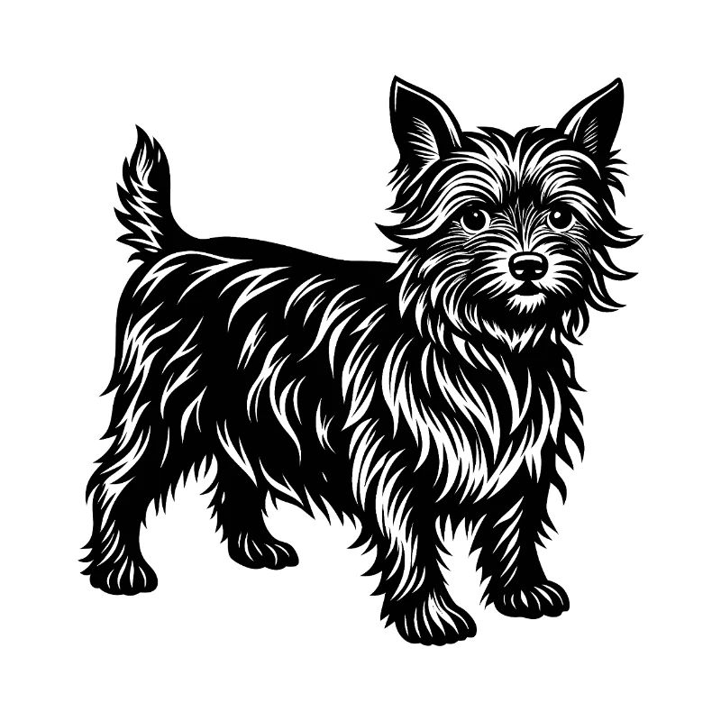 Cairn Terrier