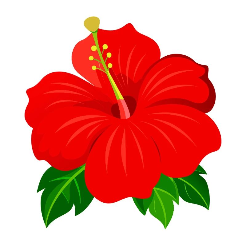 Hibiskusblüte