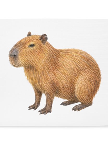 Capybara-Tierzeichnung mit Buntstiften