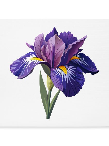 Irisblume