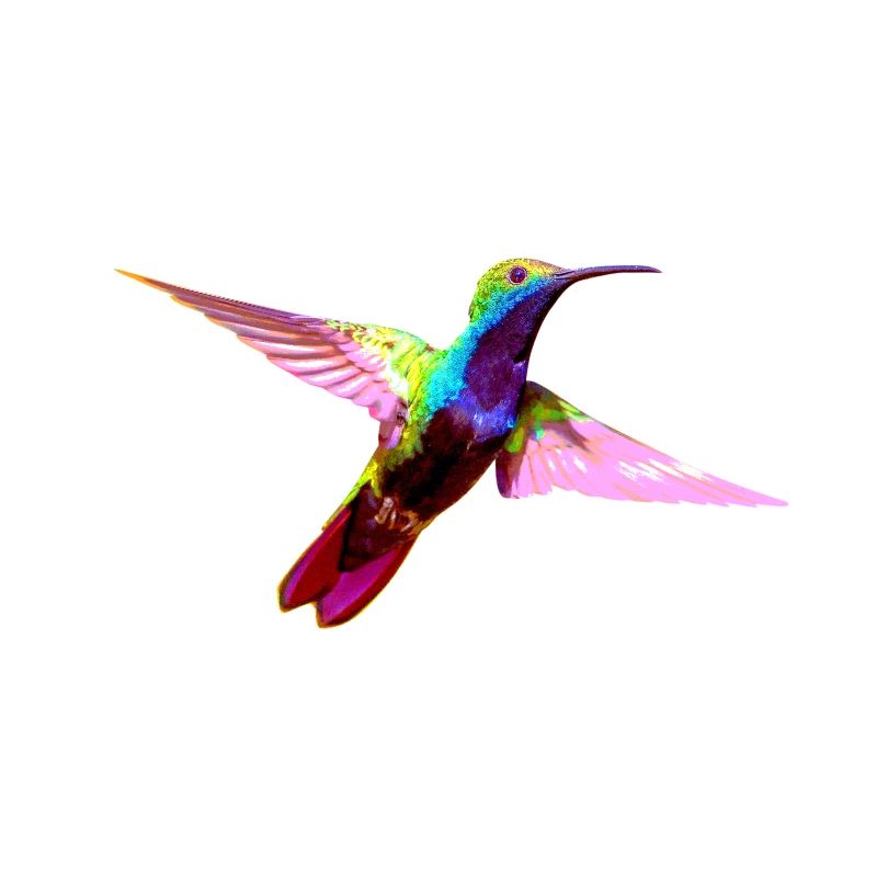 Bunter Kolibri