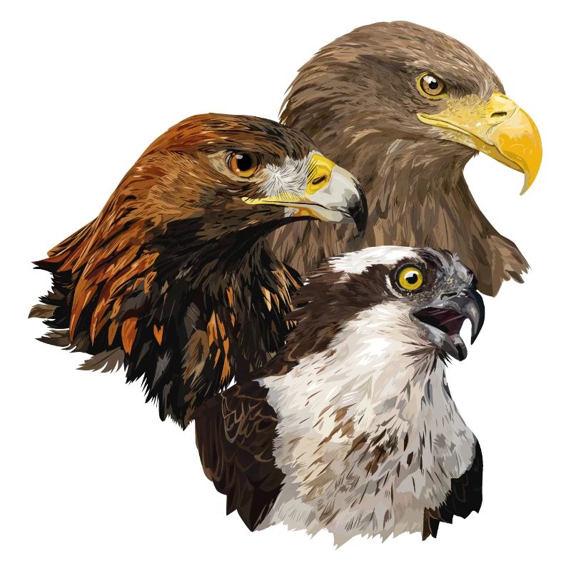 Raubvögel