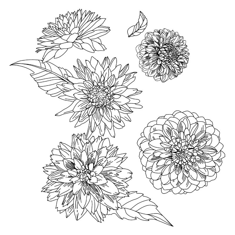 Herbstblumen-Dahlien