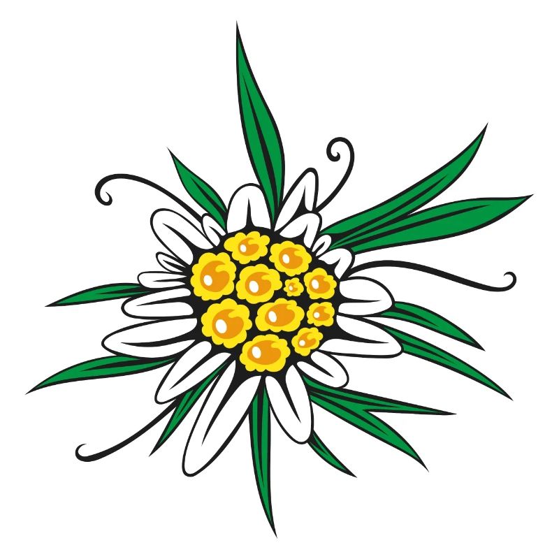 Edelweiss Blume Blüte