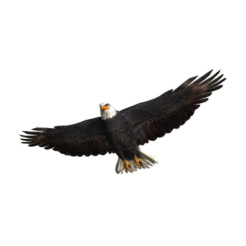 Seeadler Greifvogel Adler