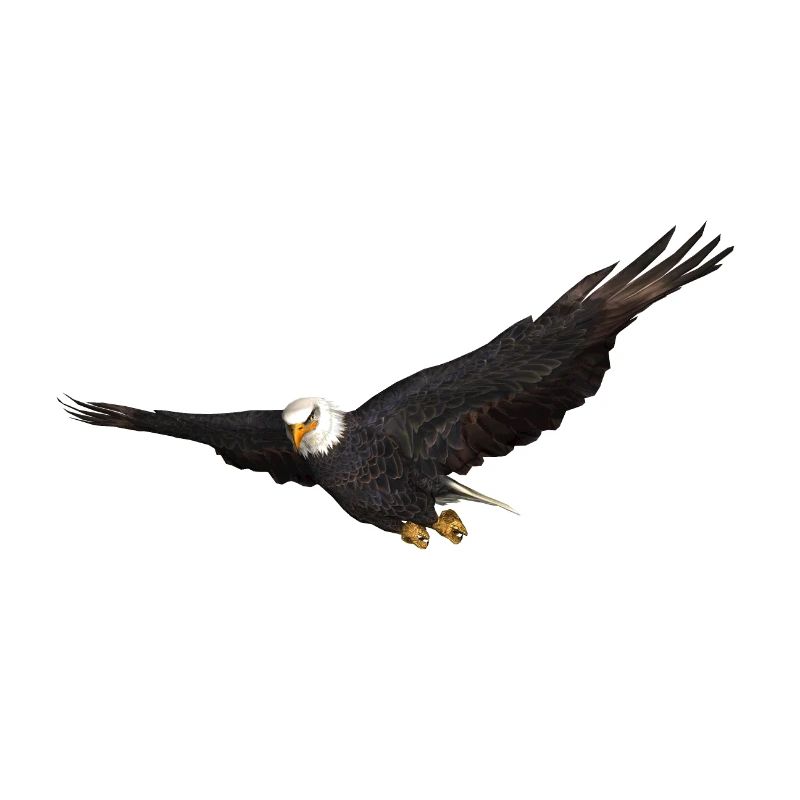 Seeadler Greifvogel Adler