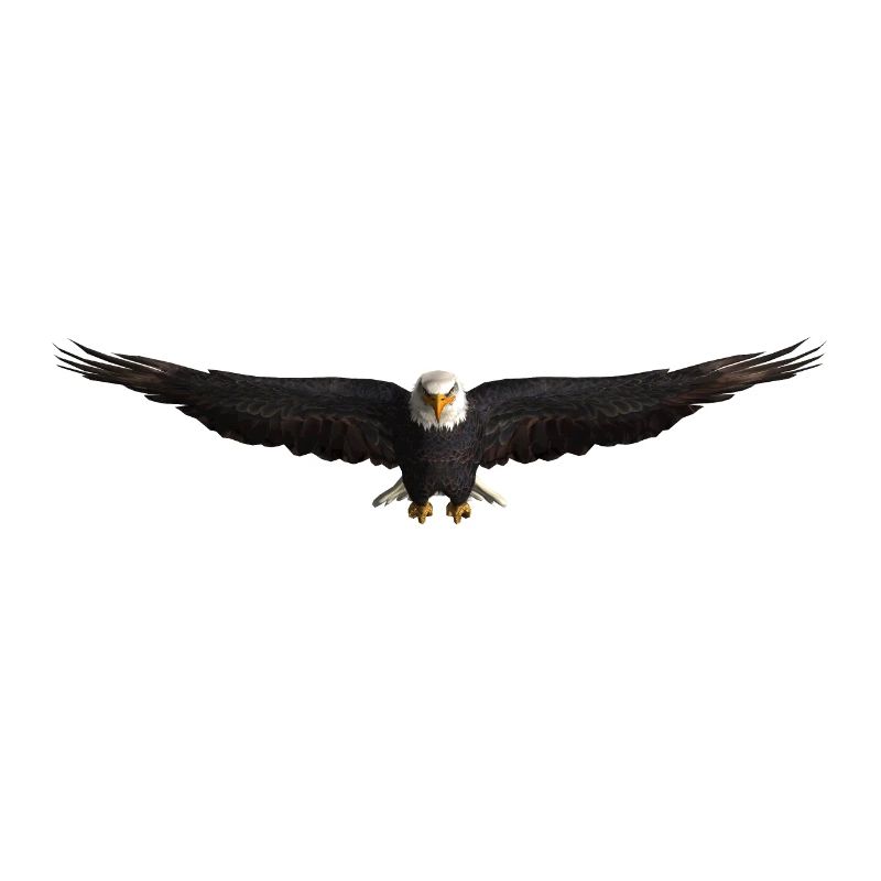 Seeadler Greifvogel Adler