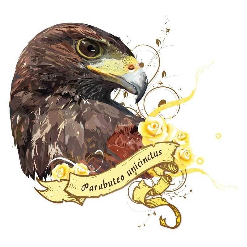 Harris Hawk