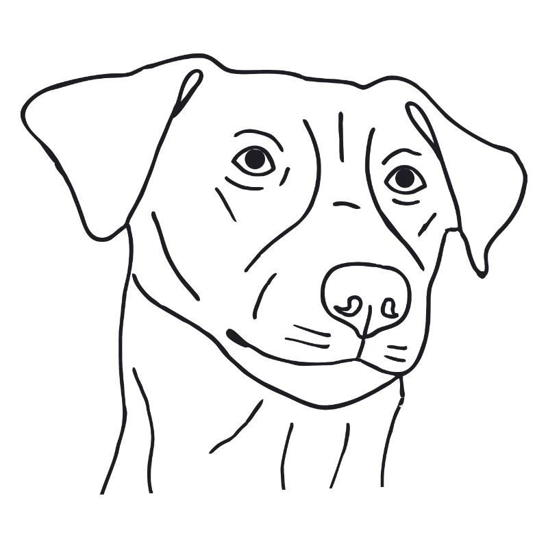 Jack Russell Terrier
