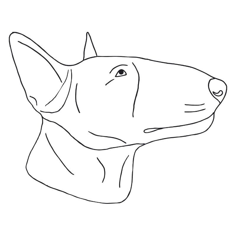 Bullterrier