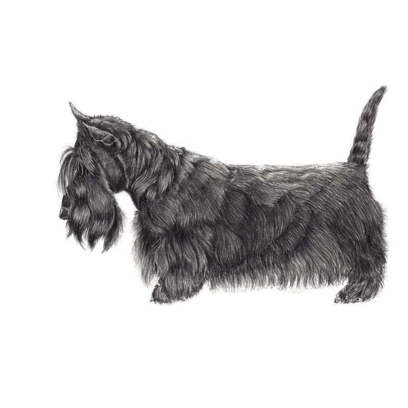 Scottish Terrier UB