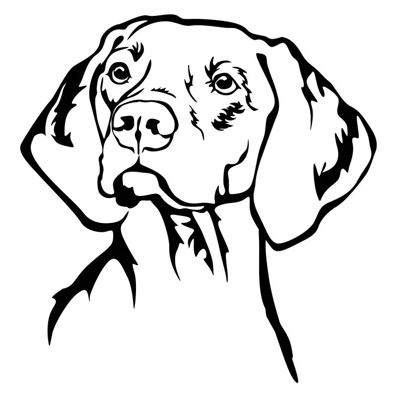 Magyar Vizsla Kopf