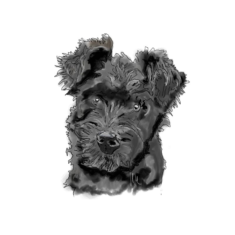 Pumi