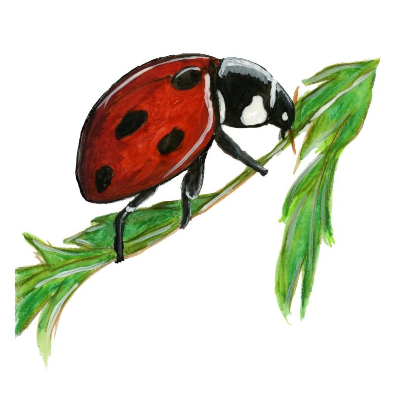 Marienkäfer