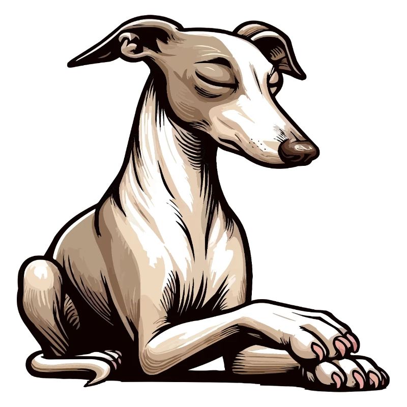 Whippet Windhund Whippets Windhundbesitzer