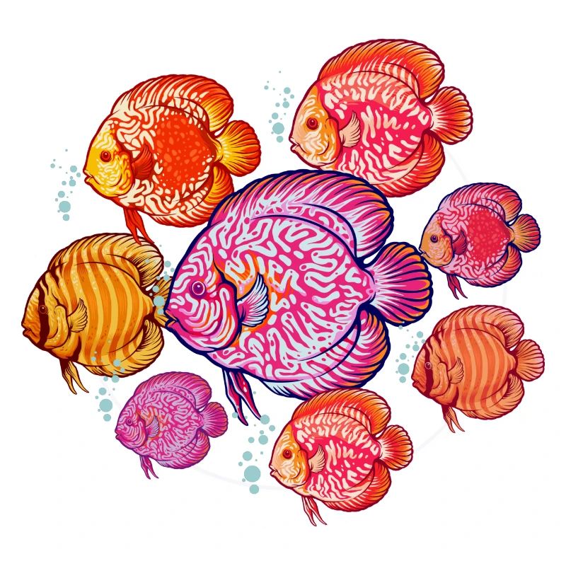 Diskusfisch Aquarium Fischhalter