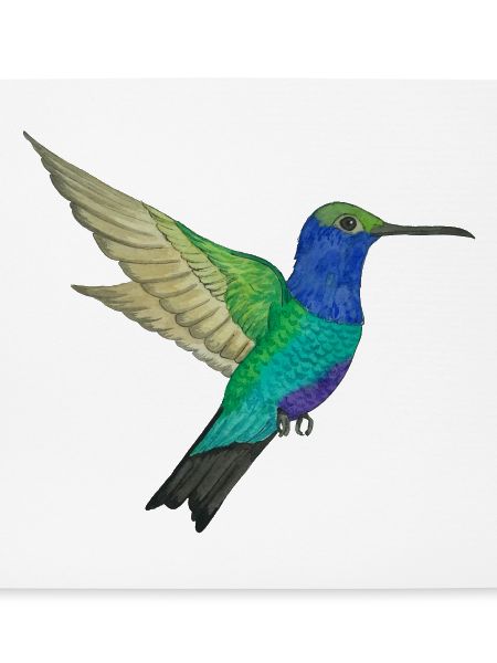Kolibri Paradiesvogel