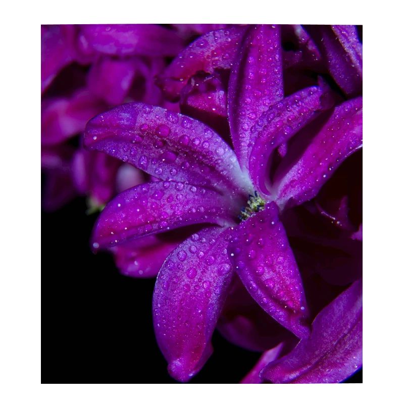 Jacinthe de fleur pourpre