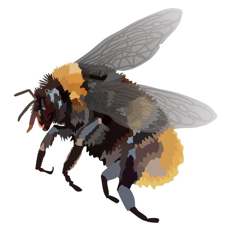 Heike, die Hummel