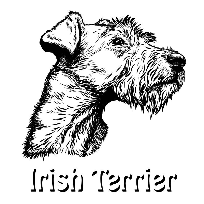 Irish Terrier Portrait