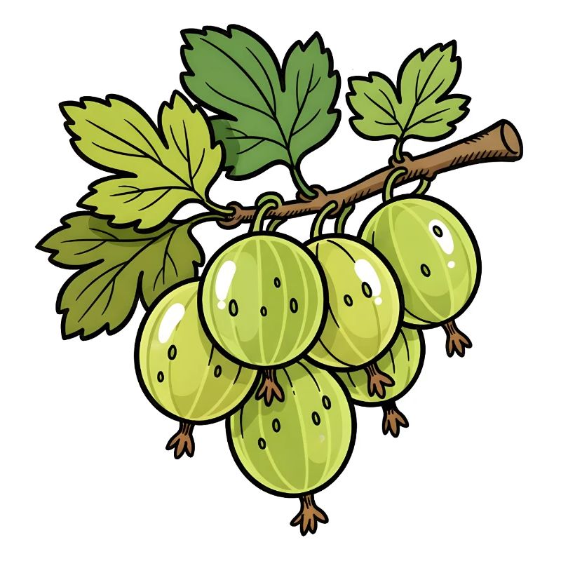 Stachelbeeren Zweig Illustration