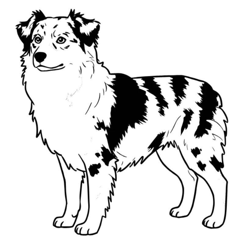 Australian Shepherd