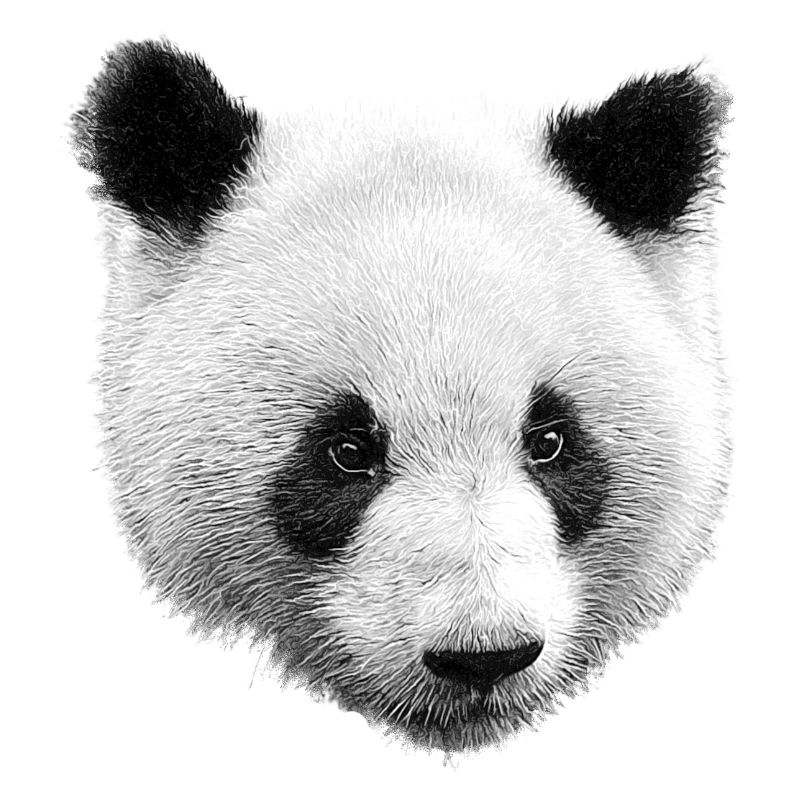 Panda Schwarz Weiß