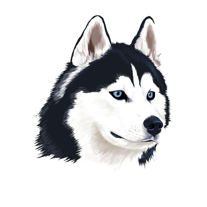 Husky Hund