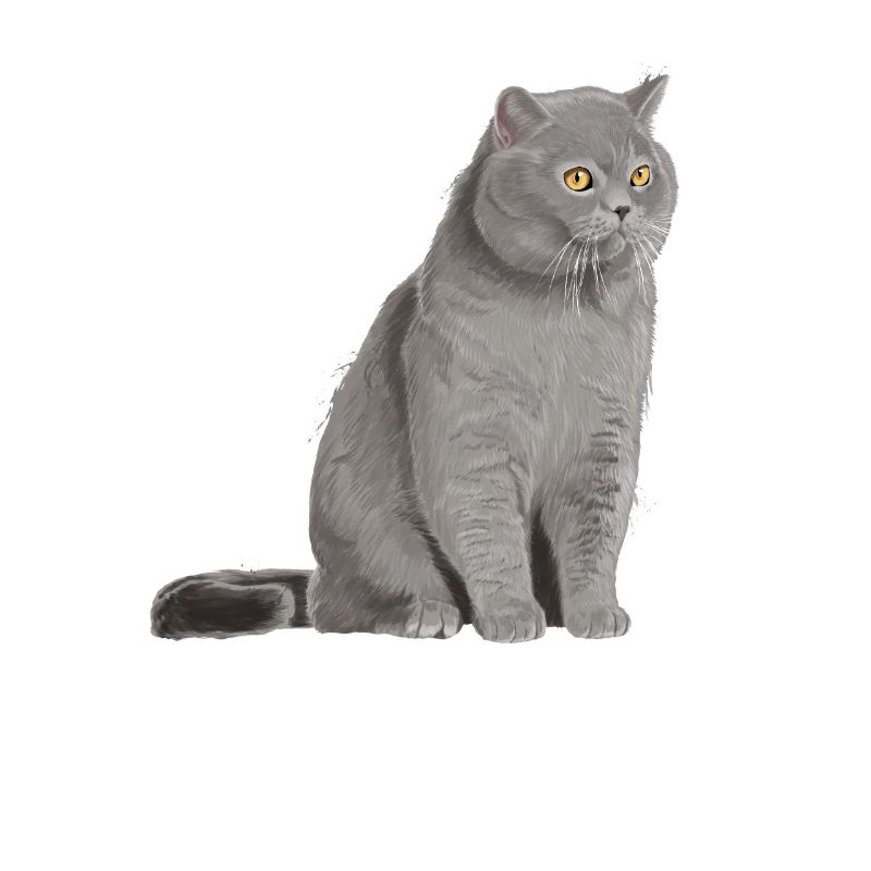 Britisch Kurzhaar Katze