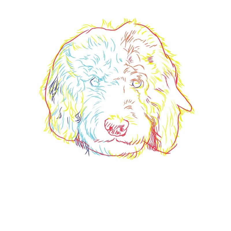 Neugieriger Goldendoodle Hund