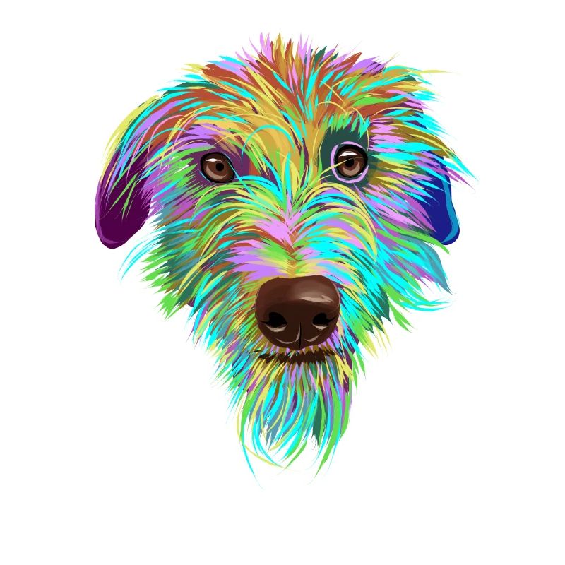 Scottish Deerhound Hund