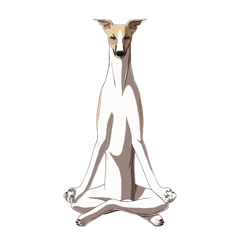 Meditierender Whippet Hund