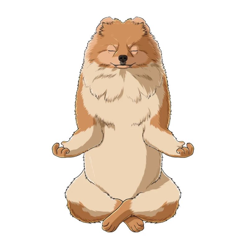 Meditierender Pomeranian Hund