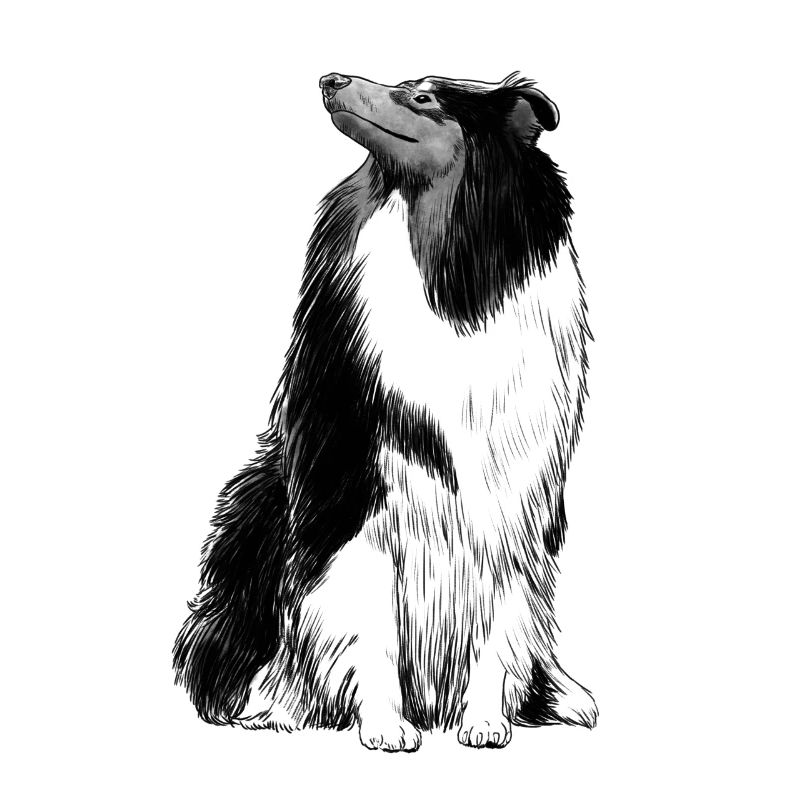Langhaarcollie Collie Hund