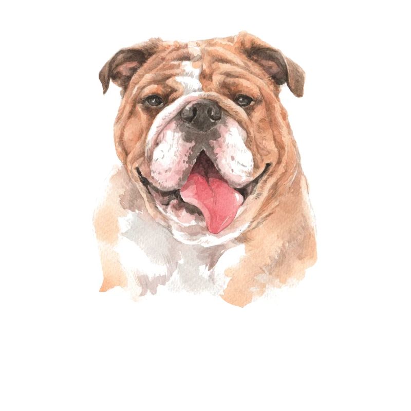 Englische Bulldogge