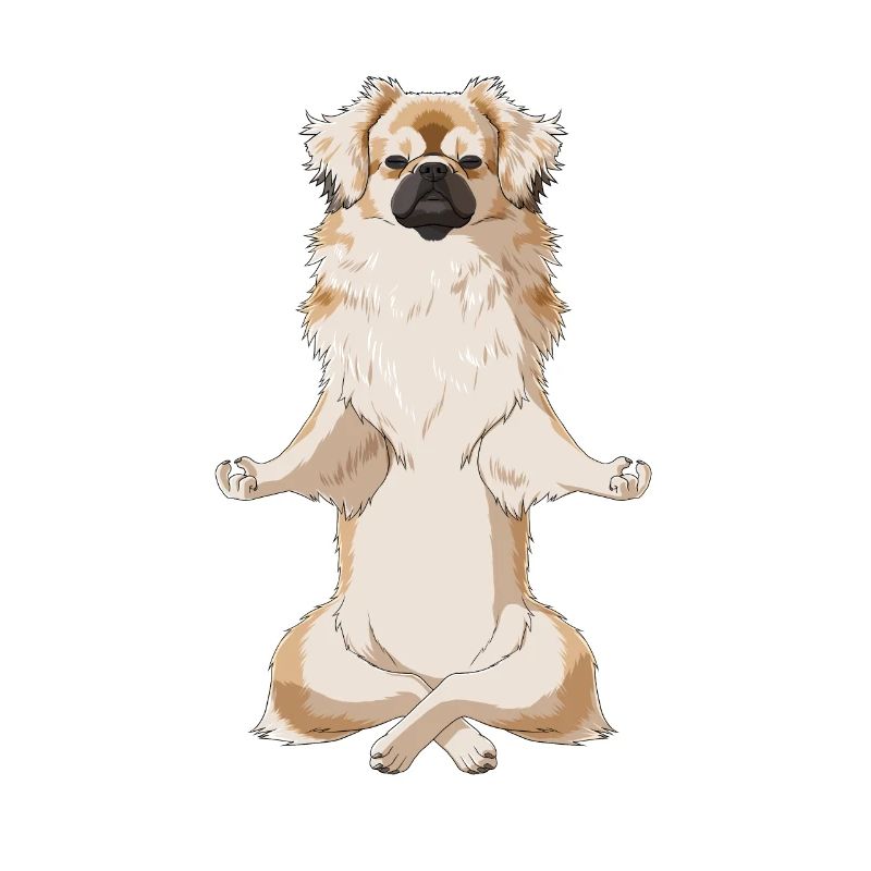 Meditierender TibetSpaniel Hund
