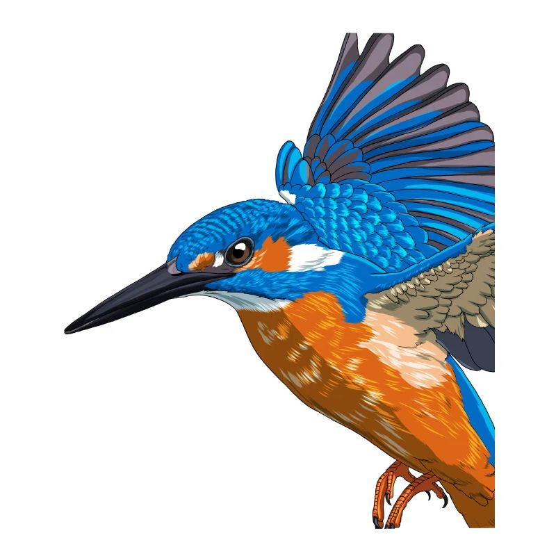 Fliegender Eisvogel