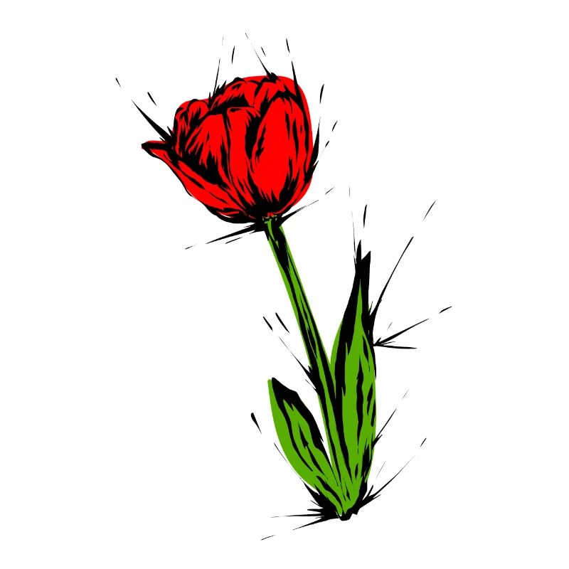 Blume Tulpe