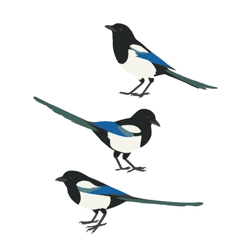 Lustige Vögel Elster