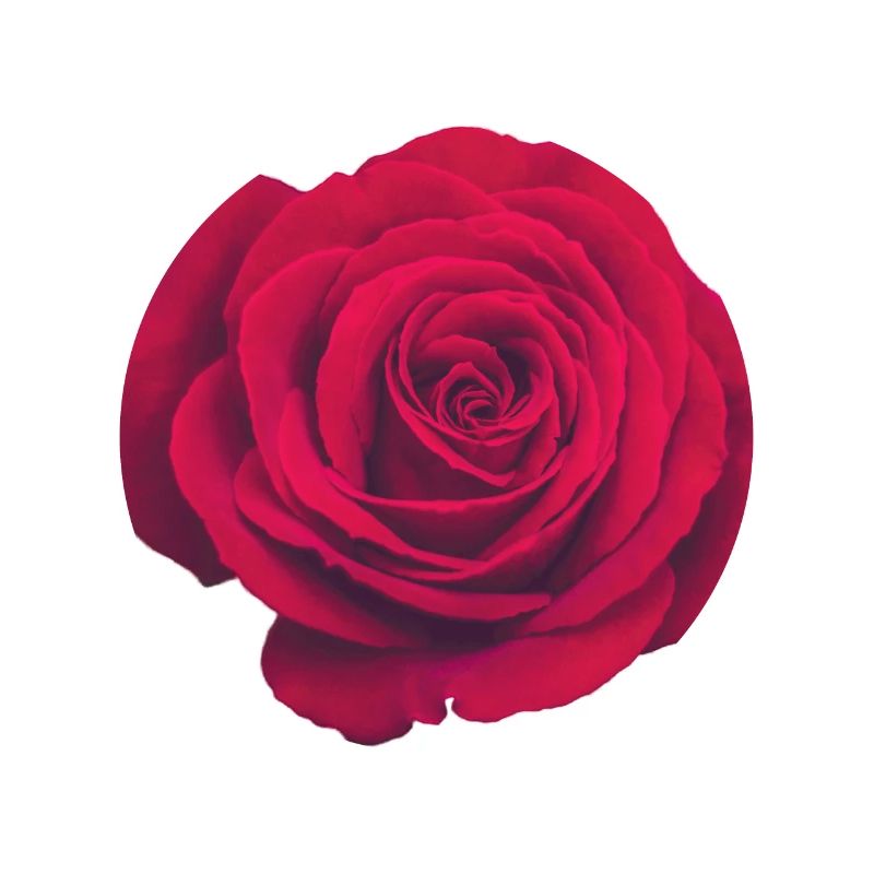 Red rose