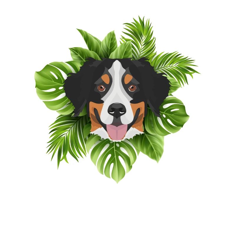 Tropical Berner Sennenhund
